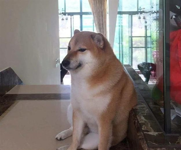 表情包小狗Cheems去世：请记得它为这世界带来的欢乐