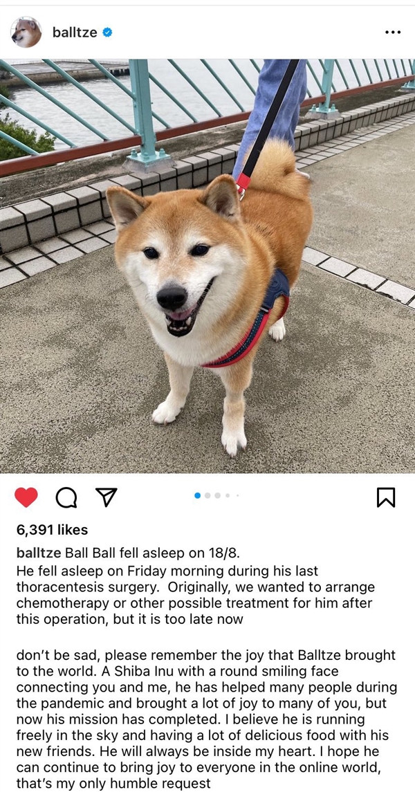 表情包小狗Cheems去世：请记得它为这世界带来的欢乐